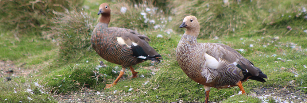 GEESE AND SWANS